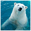polar_bear_in_water_avatar_picture_71736.jpg